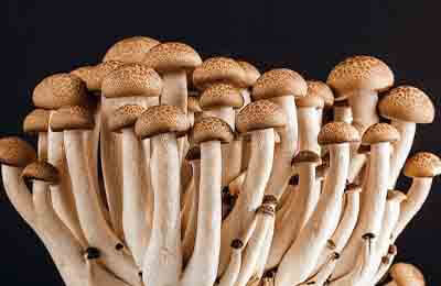 Huang Qiaozhen: A young lady holds up the mushroom 