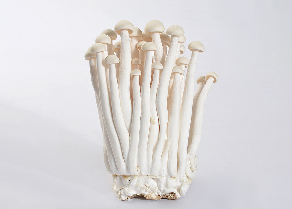 White beech mushroom