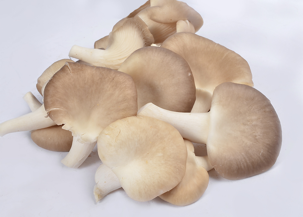 Pleurotus geesteranus